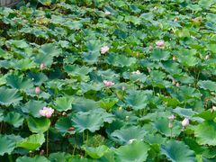 -建华生态湿地百荷园