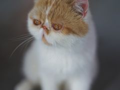 -喵屿·大理花园猫咖