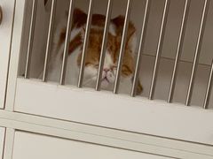 -东方名猫馆·英短金渐层布偶猫舍(环线广场1号楼店)