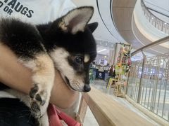 -柴犬小屋·柴餐厅·狗咖食堂(金鼎广场店)