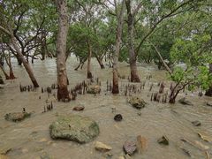 -宝安西湾红树林湿地公园