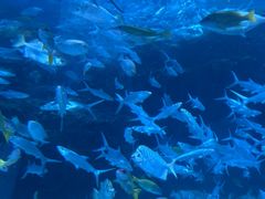 -海合安成都极地海洋公园