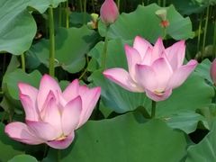 -莲花池公园