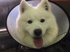 -宠宠熊宠物美容(星湖街店)