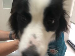 -爱妮康宠物医院·干细胞免疫细胞·肿瘤·心脏(张江店)