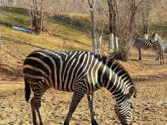 -北京野生动物园