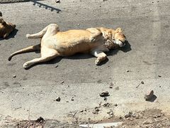 -大连森林动物园