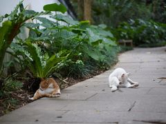 -深圳国际园林花卉博览园