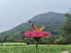 -八卦田遗址公园
