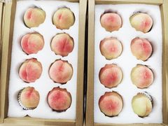 -老袁家蜜桃农场·阳山水蜜桃