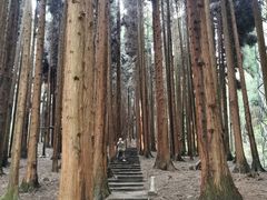 -武陵山森林公园