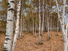 -塞罕坝国家级自然保护区