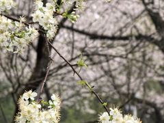 -武汉大学-樱园