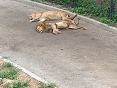 -大连森林动物园