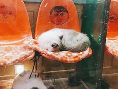 -猫咪博物馆(顶澳仔猫街店)