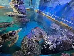 -烟台海昌鲸鲨海洋公园