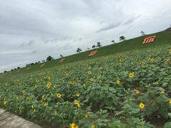 -上海都市菜园