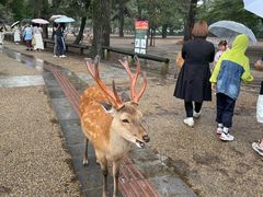 -奈良公园