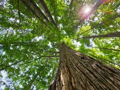 -桤木河湿地公园