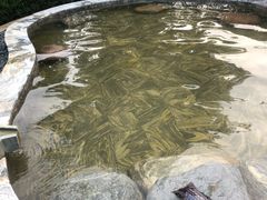 -英德宝晶宫天鹅湖茶语温泉