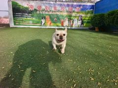 -宠物寄养训练学校
