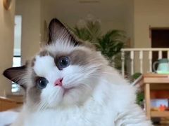 -猫十亿·布偶金渐层·曼基康矮脚猫舍(青年路店)