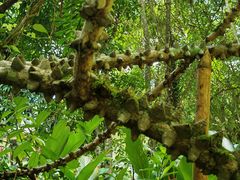 -中国科学院西双版纳热带植物园