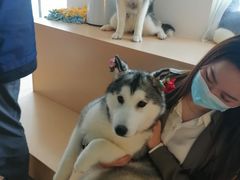 -Husky Go! 哈士奇体验馆·宠物咖啡厅狗咖