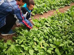 -万源龙顺度假庄园生态观光园