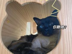 -猫力发电所·宠物专门店