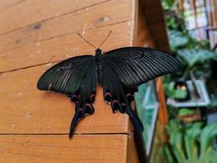 -上海大自然野生昆虫馆