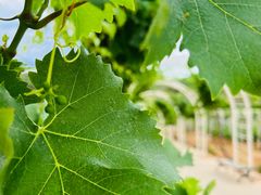 -北京张裕爱斐堡酒庄