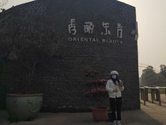 -秀丽东方