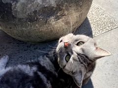 -龙华寺