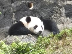 -都江堰中华大熊猫苑