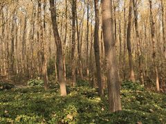 -合肥滨湖国家森林公园