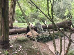 -都江堰中华大熊猫苑