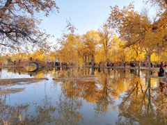 -金塔沙漠胡杨林景区