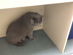 -奈斯宠物医院·核磁CT·异宠专科·内镜(中南店)