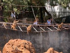 -昆明动物园