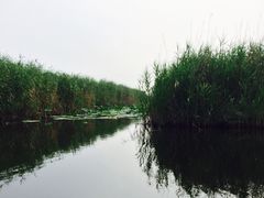 -白洋淀景区