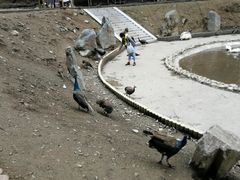 -栾川竹海野生动物园