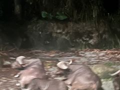 -夜间野生动物园
