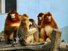 -大连森林动物园