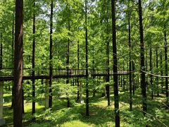 -黄海国家森林公园