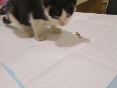 -艾贝尔宠物医院·24H转诊中心·肿瘤猫专科(江宁双龙店)