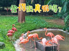 -深圳野生动物园