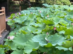 -陈家山荷花公园