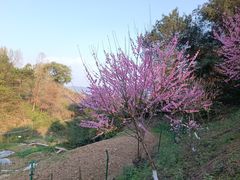 -缙云山景区