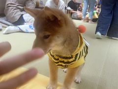 -逗柴咖啡屋·狗咖猫咖宠物桌游